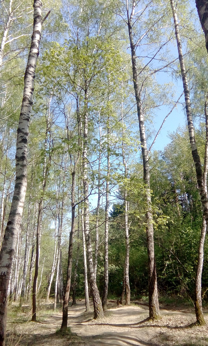  Подмосковье, весна 2016
